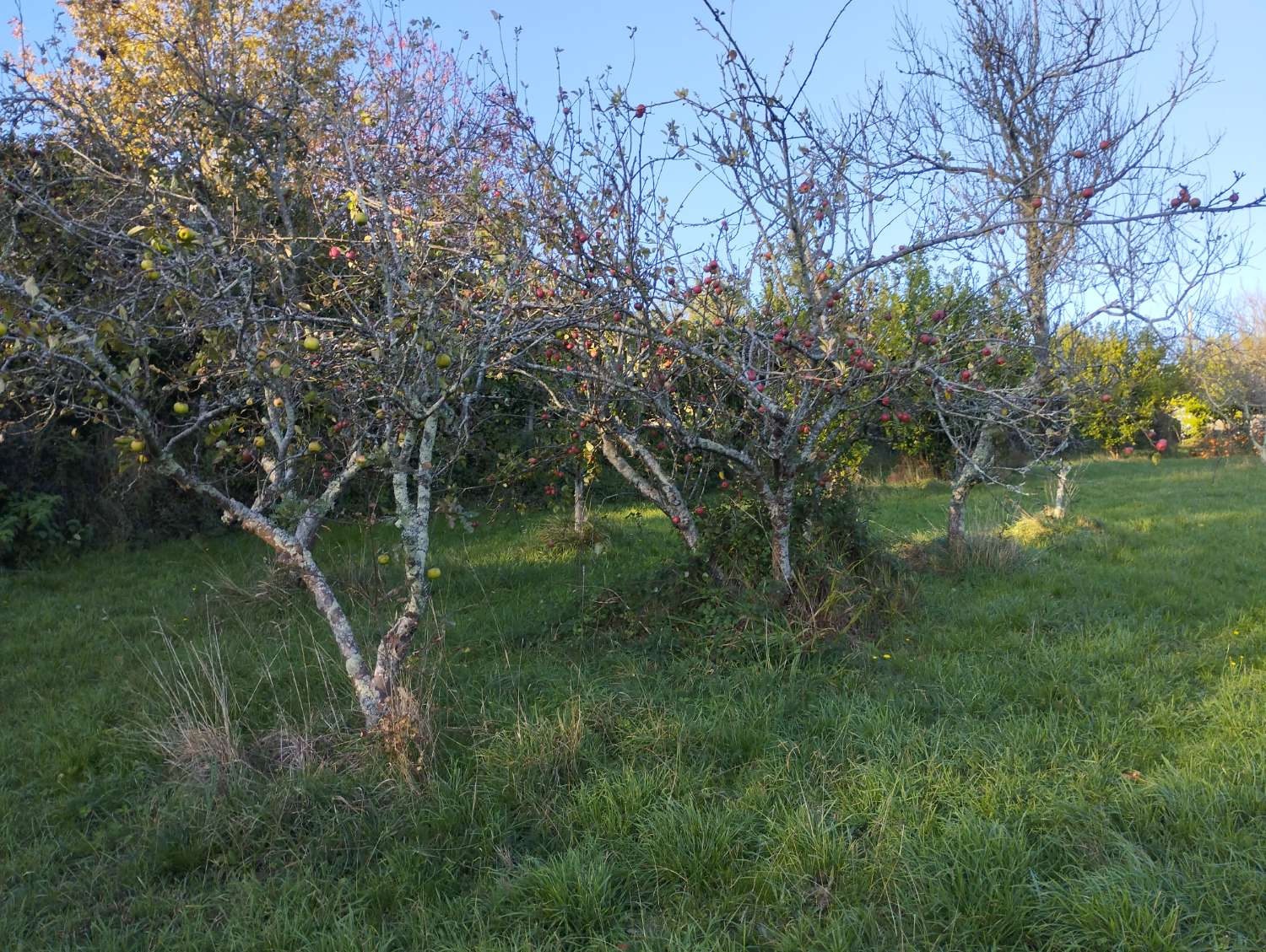 En venta gran finca urbana en Laraxe, Cabañas.