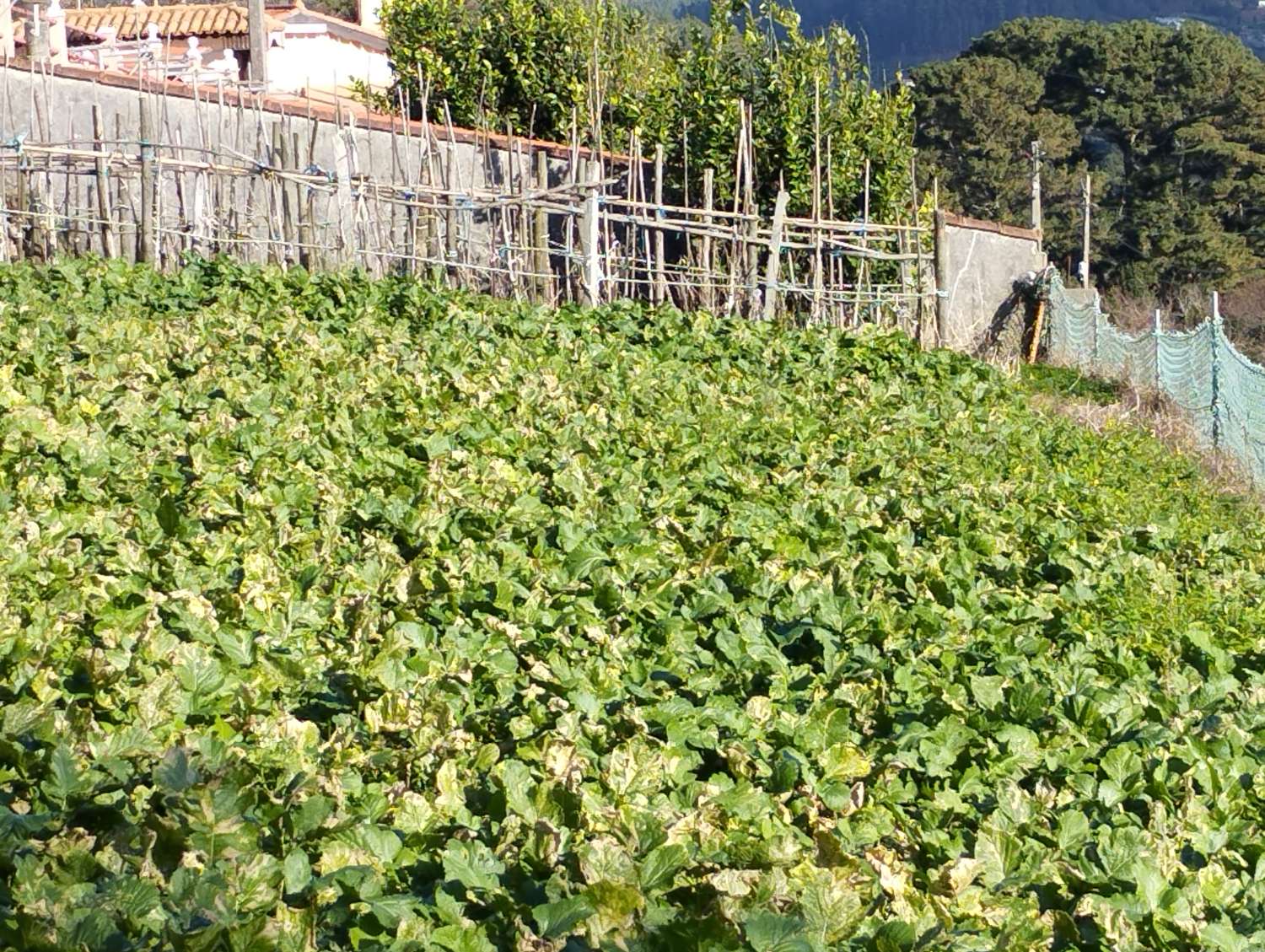 En venta finca con vistas en Cedeira.