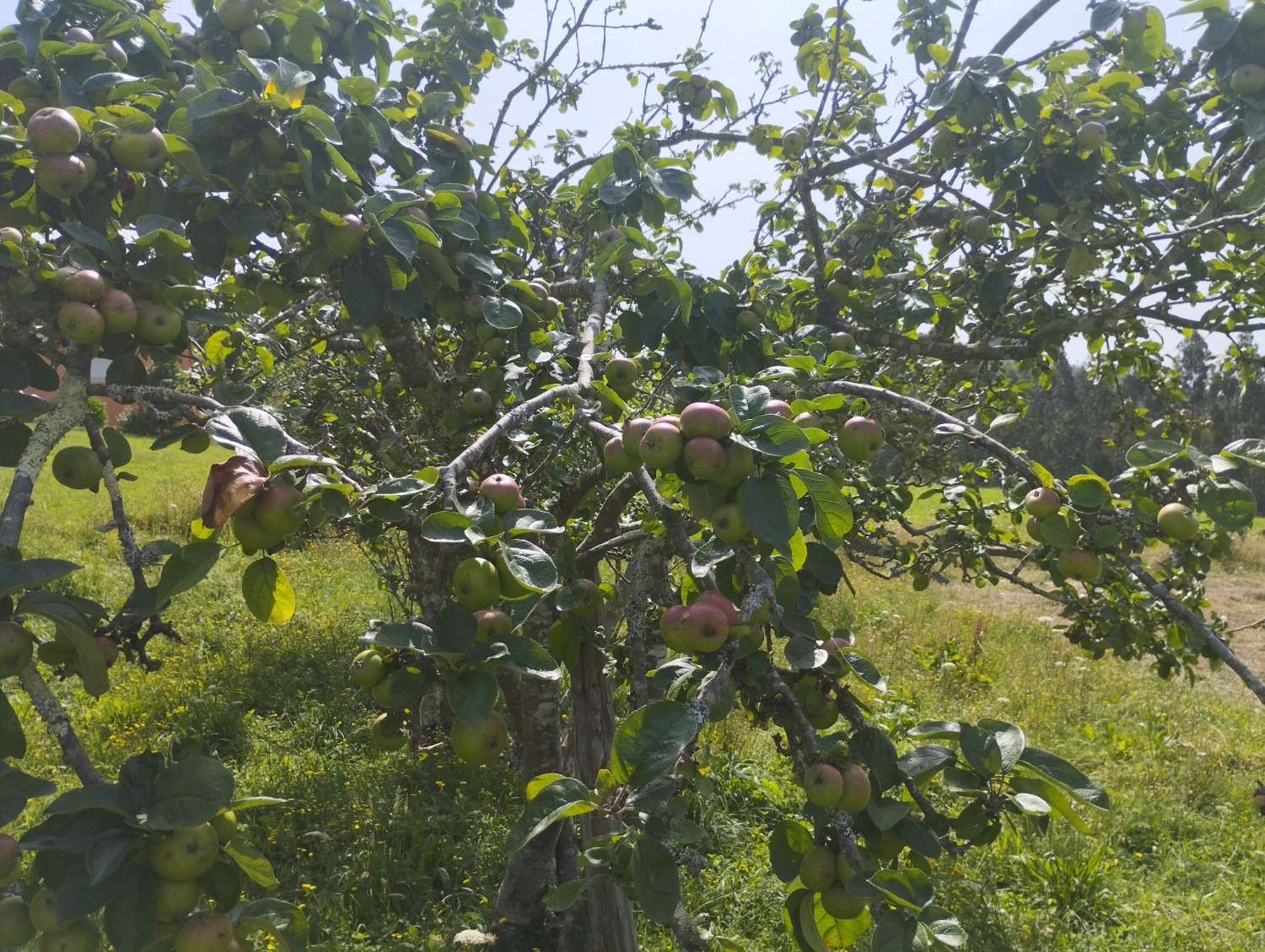 En venta casa con finca en Cerdido, A Coruña.