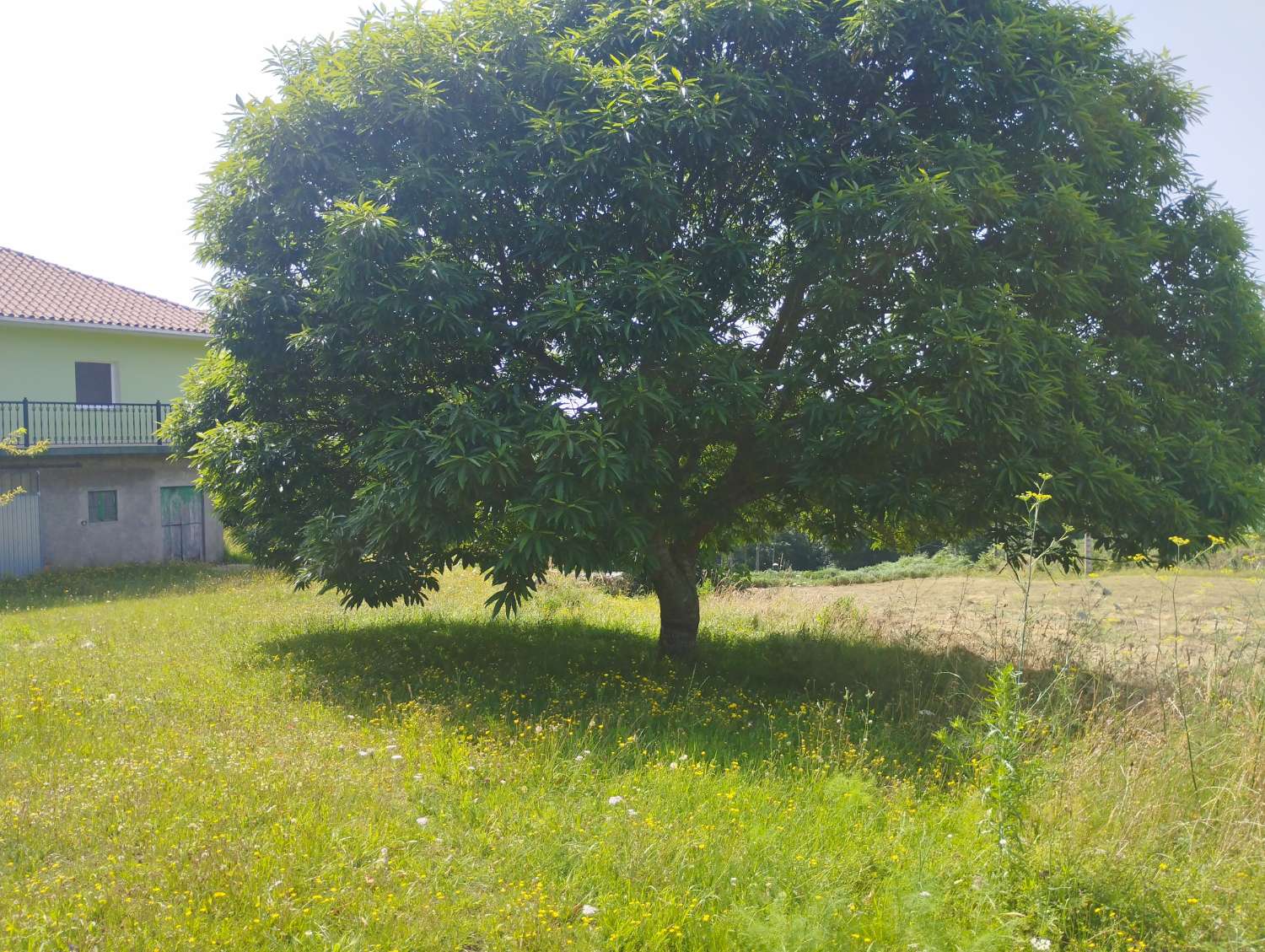 En venta casa con finca en Cerdido, A Coruña.