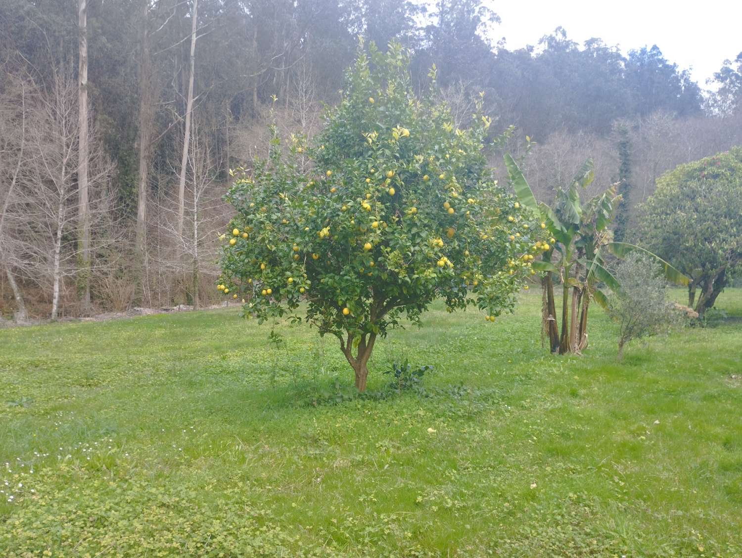 Gran casa molino en venta en Cerdido, A Coruña.