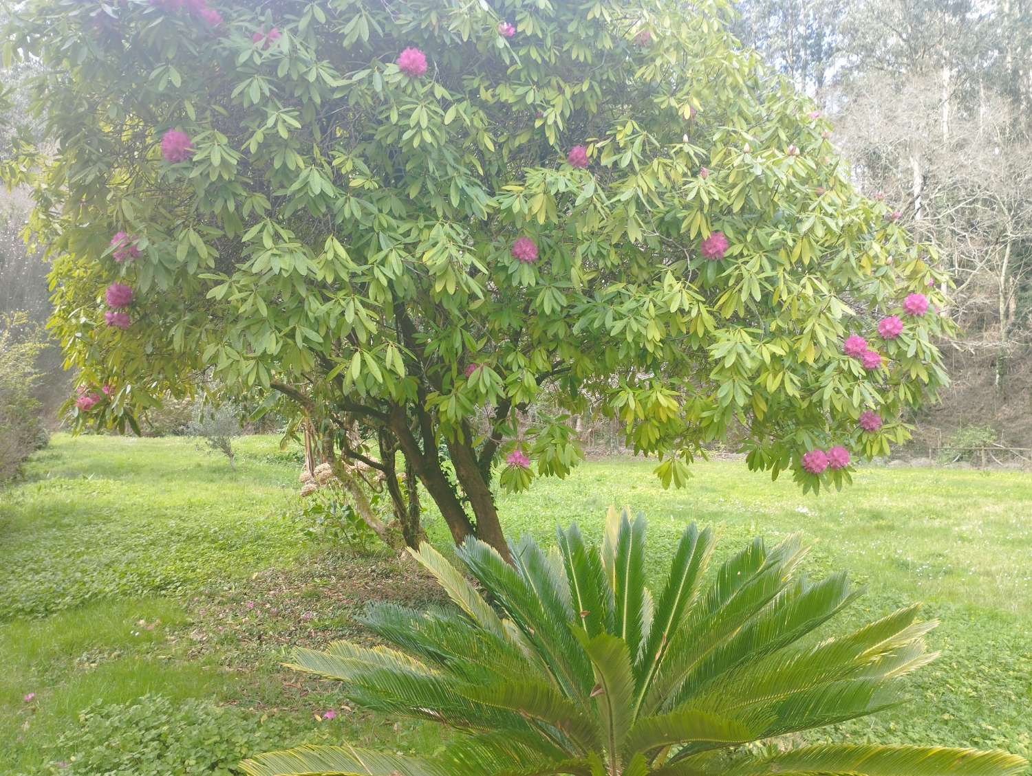 Gran casa molino en venta en Cerdido, A Coruña.