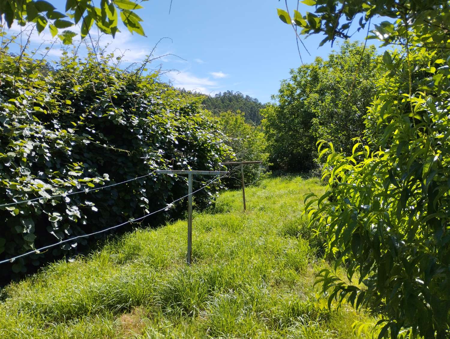 Maison en vente à Cerdido