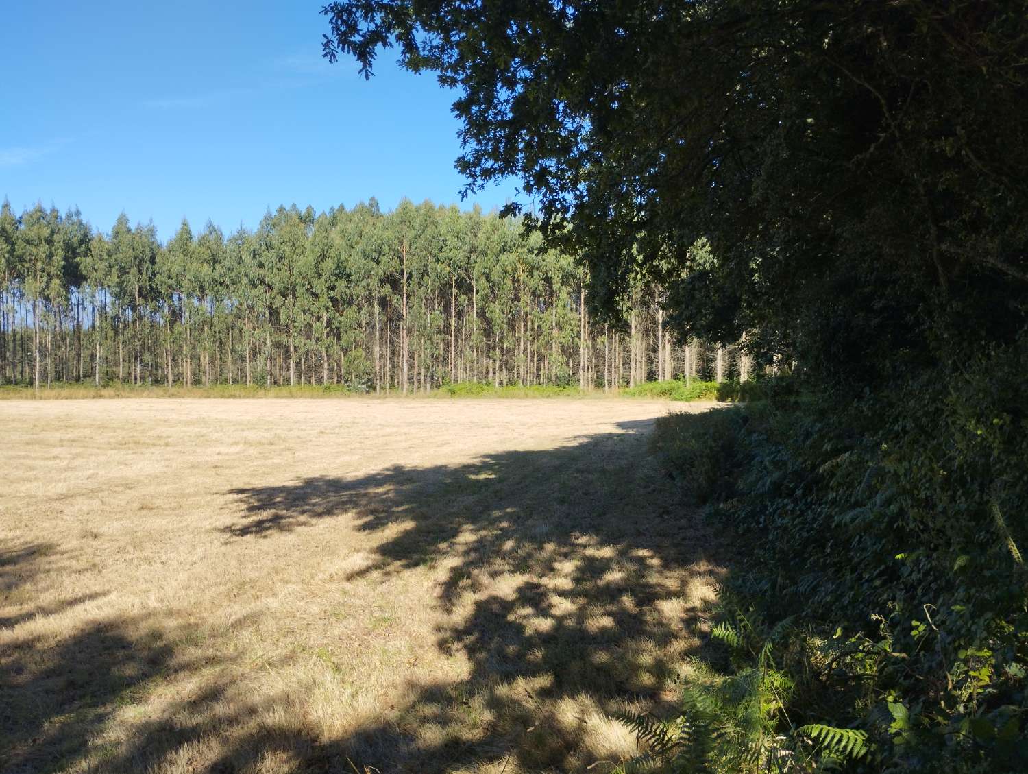 Finca rústica en venta en Sabugueiro, Begonte, Lugo.