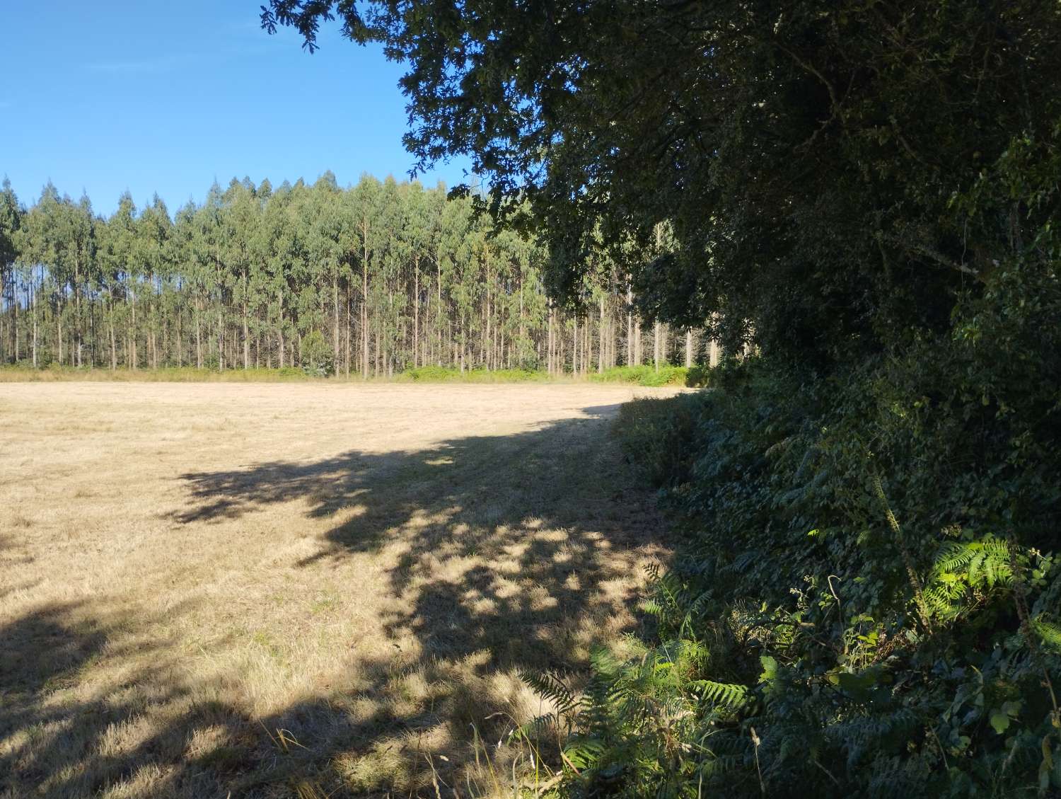 Finca rústica en venta en Sabugueiro, Begonte, Lugo.