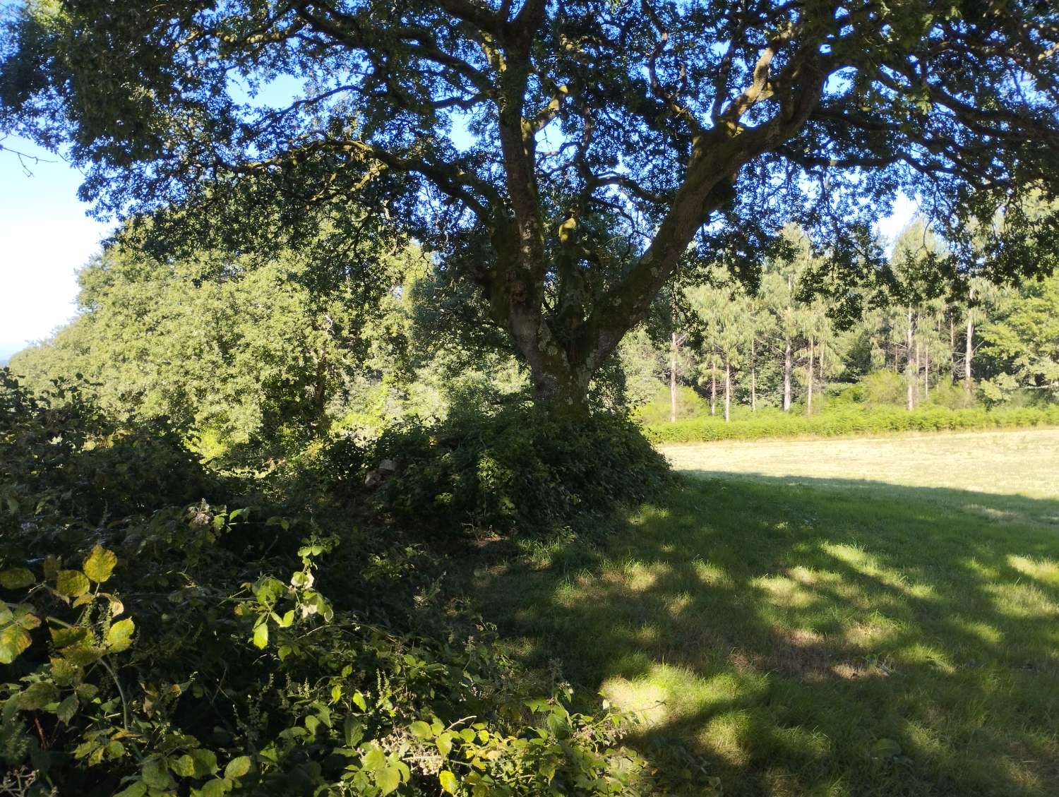En venta finca rústica en Cal, Begonte (Lugo)