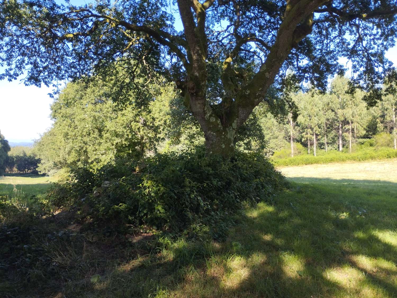 En venta finca rústica en Cal, Begonte (Lugo)