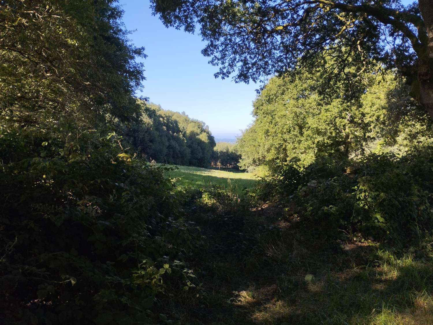 En venta finca rústica en Cal, Begonte (Lugo)