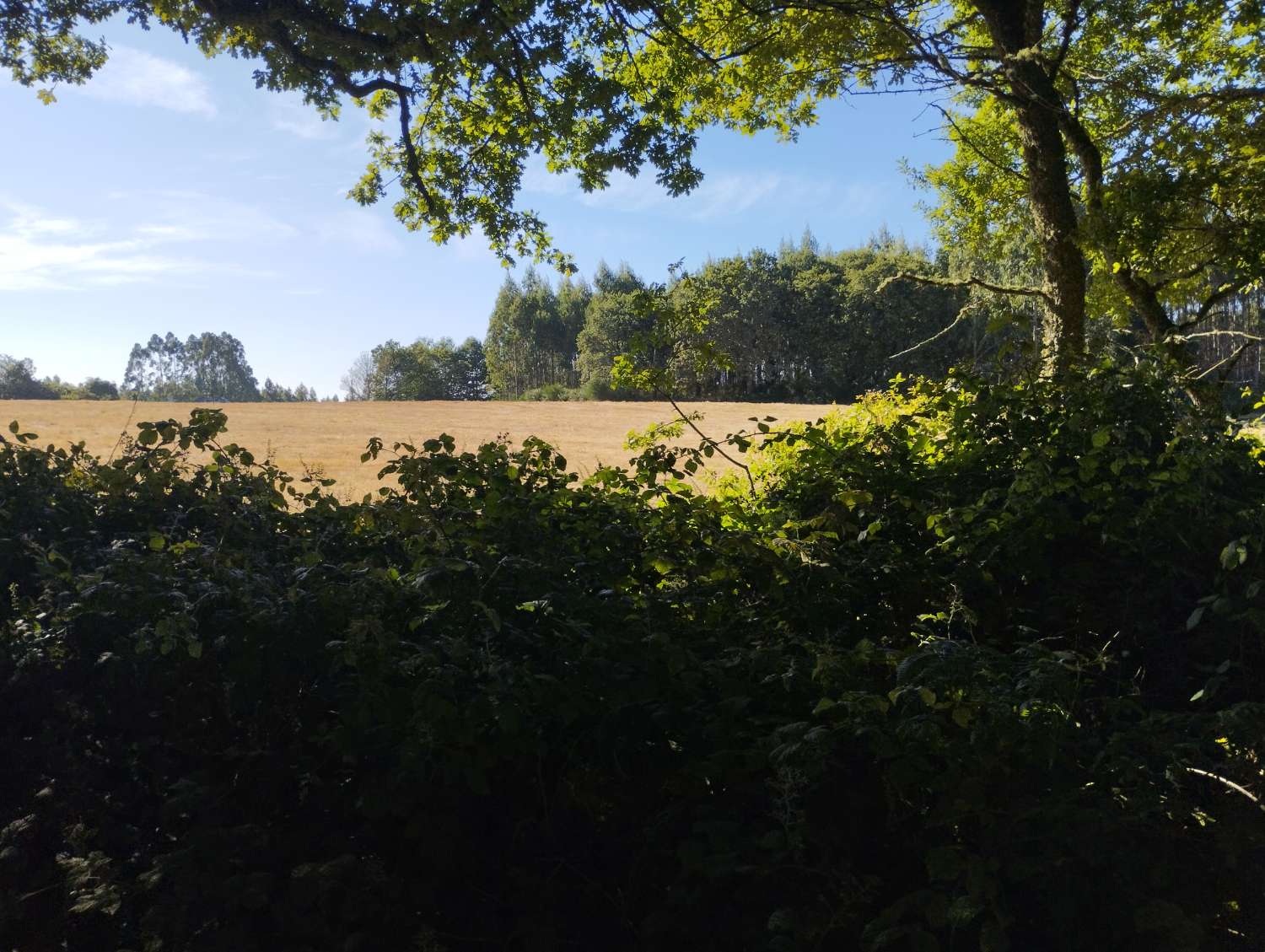 En venta finca rústica en Cal, Begonte (Lugo)