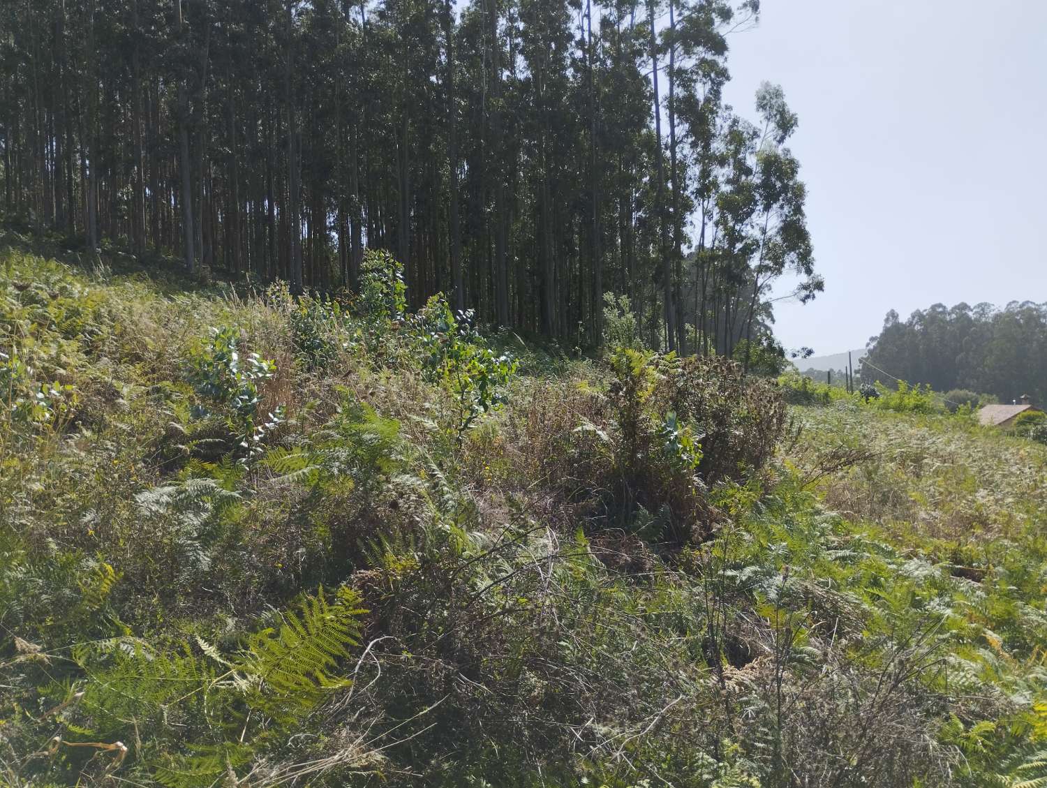 En venta finca con espectaculares vistas a la playa de Pantin