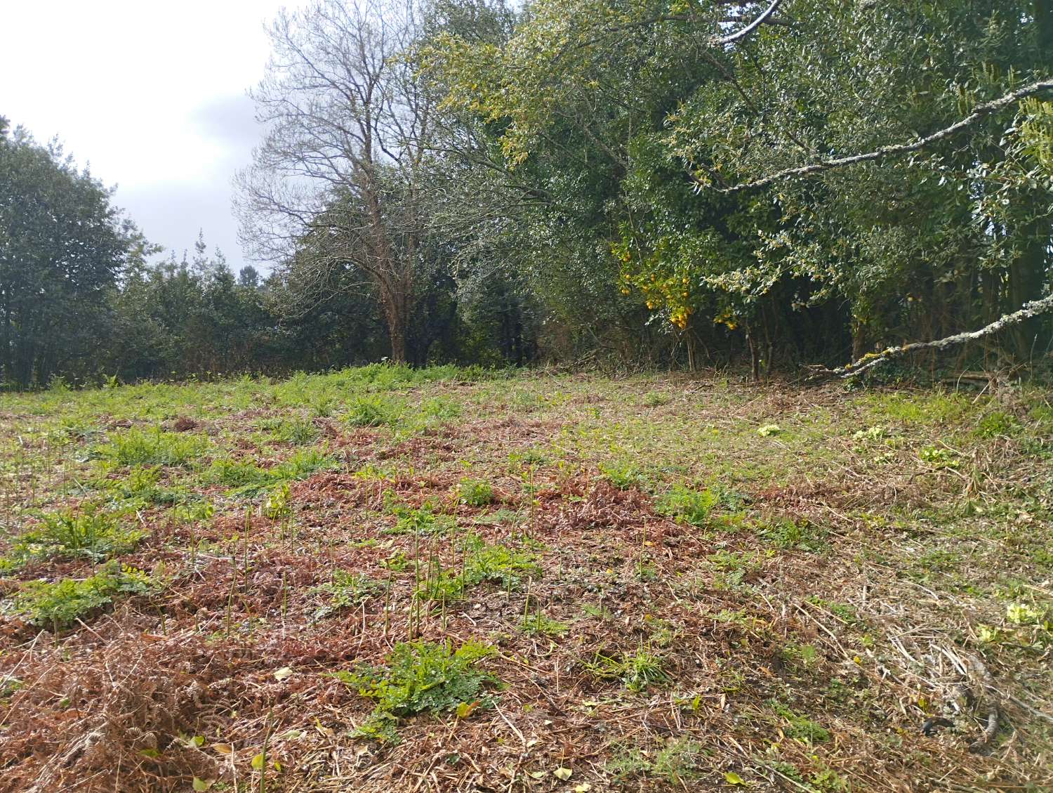 Hus till salu i Cabanas